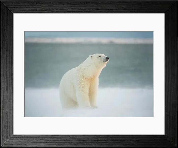 Framed Print : Polar bear cub (Ursus maritimus) sitting along Bernard Spit