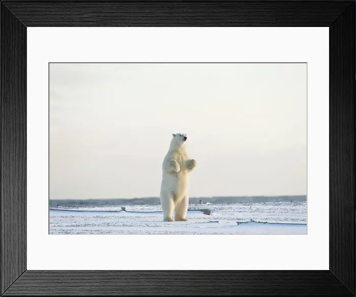 Framed Print : Polar bear (Ursus maritimus) sow standing on a barrier island Framed Print : Polar bear (Ursus maritimus) sow standing on a barrier island