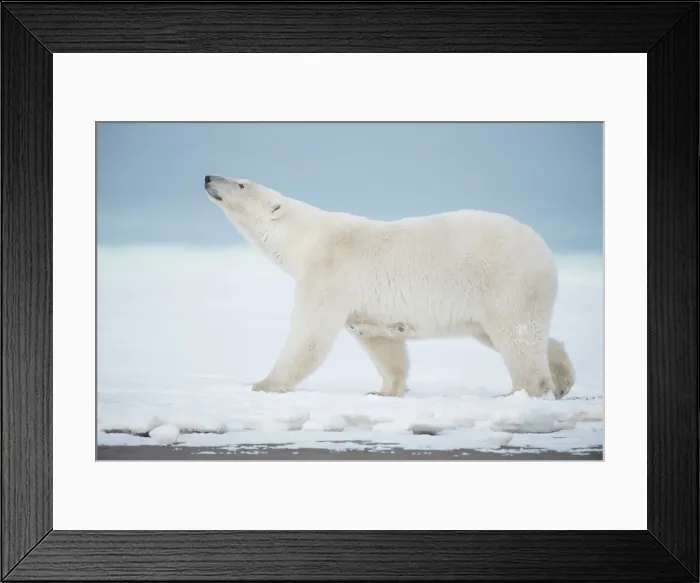 Framed Print : Polar bear (Ursus maritimus), sow walks along a barrier island during fall freeze up