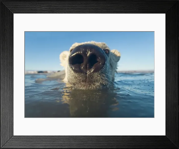 Framed Print : Juvenile Polar bear (Ursus maritimus) in freezing water Framed Print : Juvenile Polar bear (Ursus maritimus) in freezing water