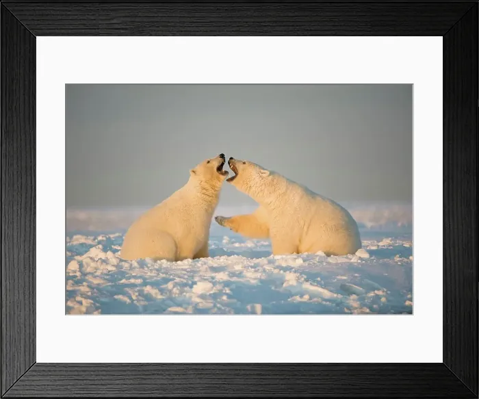 Framed Print : Two juvenile Polar bears (Ursus maritimus) playing on newly formed pack ice