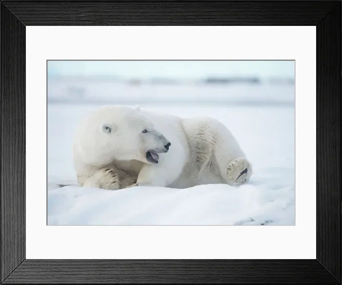 Framed Print : Polar bear (Ursus maritimus), sow rests along a barrier island during fall freeze up Framed Print : Polar bear (Ursus maritimus), sow rests along a barrier island during fall freeze up