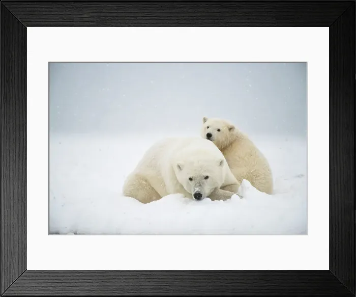Framed Print : Polar bear (Ursus maritimus), sow with spring cub rest along a barrier island during fall freeze up Framed Print : Polar bear (Ursus maritimus), sow with spring cub rest along a barrier island during fall freeze up