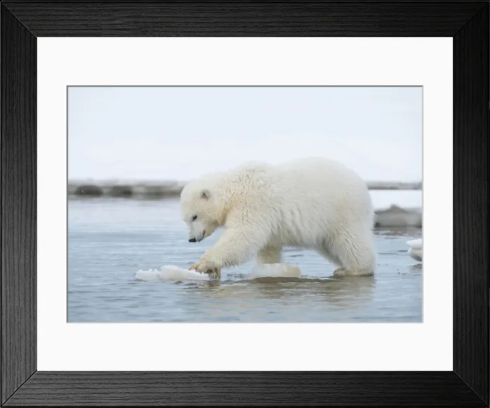 Framed Print : Polar bear (Ursus maritimus), spring cub plays with a piece of ice along a barrier island during fall freeze up Framed Print : Polar bear (Ursus maritimus), spring cub plays with a piece of ice along a barrier island during fall freeze up