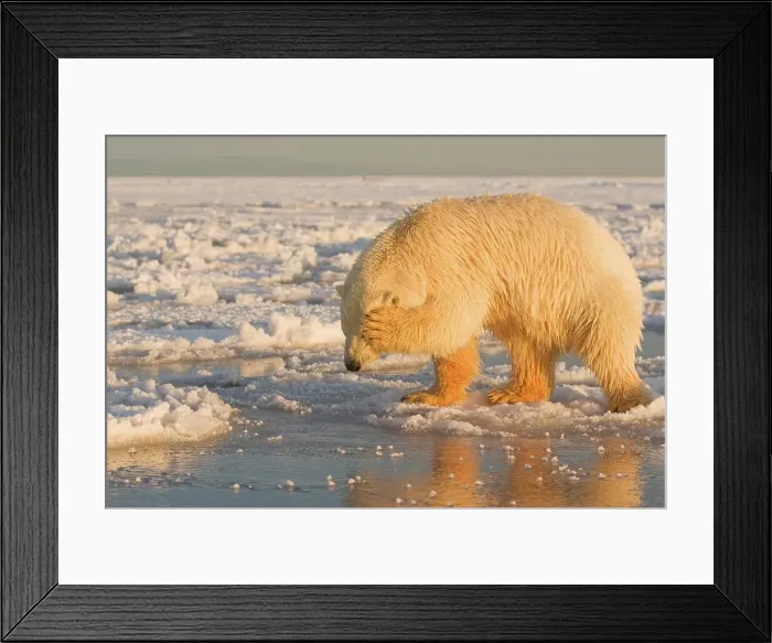 Framed Print : Polar bear cub (Ursus maritimus) rubbing its face Framed Print : Polar bear cub (Ursus maritimus) rubbing its face
