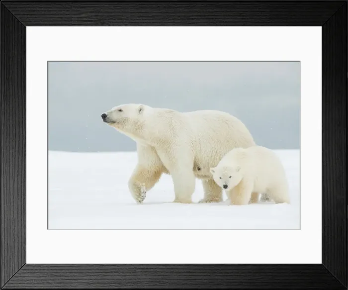 Framed Print : Polar bear (Ursus maritimus), broken-legged sow with a pair of spring cubs along a barrier island during fall freeze up Framed Print : Polar bear (Ursus maritimus), broken-legged sow with a pair of spring cubs along a barrier island during fall freeze up