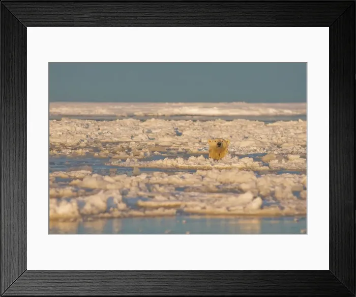 Framed Print : Polar bear (Ursus maritimus) sow in slushy newly forming pack ice during fall freeze up Framed Print : Polar bear (Ursus maritimus) sow in slushy newly forming pack ice during fall freeze up