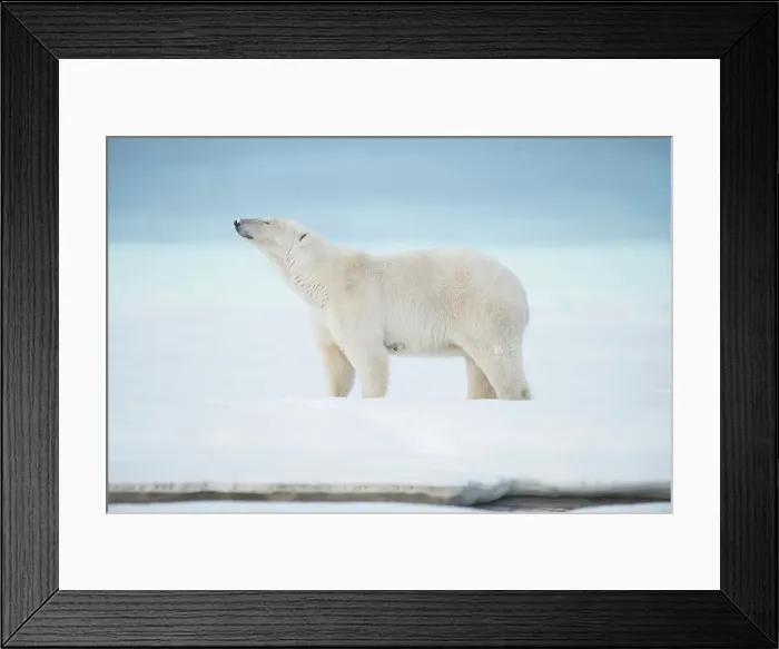 Framed Print : Polar bear (Ursus maritimus), sow walks along a barrier island during fall freeze up Framed Print : Polar bear (Ursus maritimus), sow walks along a barrier island during fall freeze up