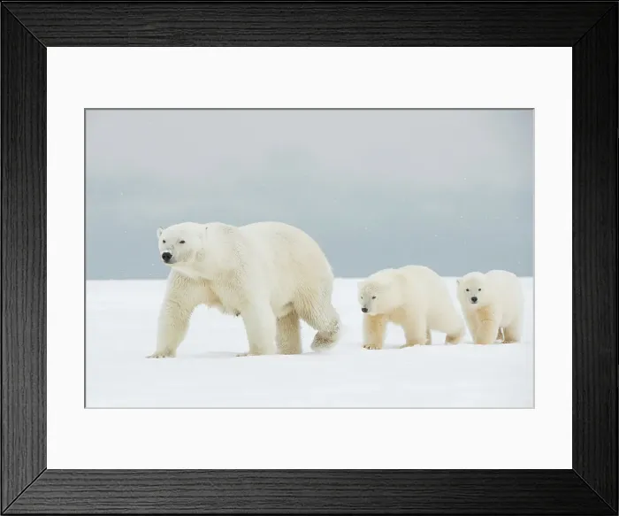 Framed Print : Polar bear (Ursus maritimus), broken-legged sow with a pair of spring cubs along a barrier island during fall freeze up Framed Print : Polar bear (Ursus maritimus), broken-legged sow with a pair of spring cubs along a barrier island during fall freeze up