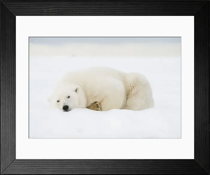 Framed Print : Polar bear (Ursus maritimus), sow rests along a barrier island during fall freeze up Framed Print : Polar bear (Ursus maritimus), sow rests along a barrier island during fall freeze up