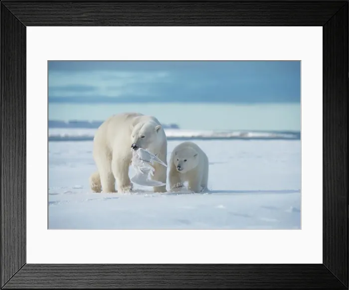 Framed Print : Polar bear (Ursus maritimus), sow with cub feed upon a seagull carcass along a barrier island during fall freeze up