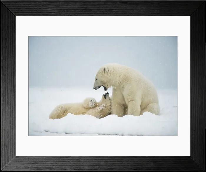 Framed Print : Polar bear (Ursus maritimus), sow with spring cub play with one another along a barrier island during fall freeze up Framed Print : Polar bear (Ursus maritimus), sow with spring cub play with one another along a barrier island during fall freeze up