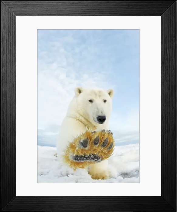 Framed Print : Curious Polar bear cub (Ursus maritimus) on newly formed pack ice