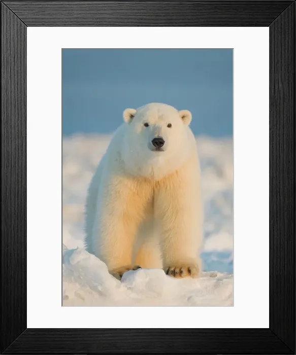 Framed Print : Curious Polar bear cub (Ursus maritimus) on newly formed pack ice Framed Print : Curious Polar bear cub (Ursus maritimus) on newly formed pack ice