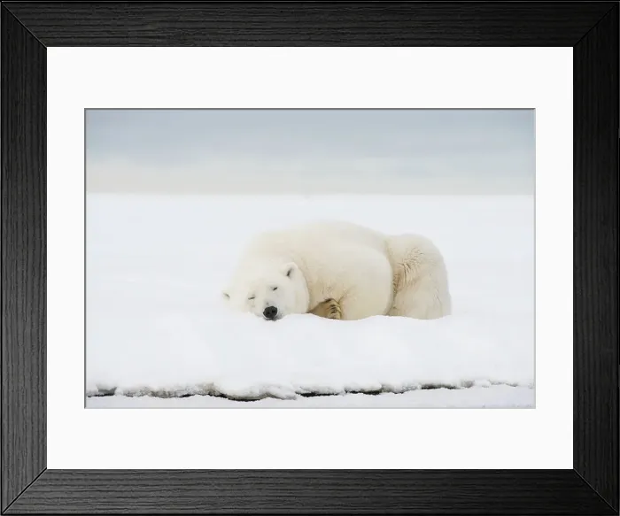 Framed Print : Polar bear (Ursus maritimus), sow rests along a barrier island during fall freeze up Framed Print : Polar bear (Ursus maritimus), sow rests along a barrier island during fall freeze up