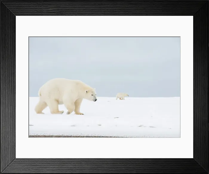 Framed Print : Polar bear (Ursus maritimus), sow walks along a barrier island during fall freeze up Framed Print : Polar bear (Ursus maritimus), sow walks along a barrier island during fall freeze up