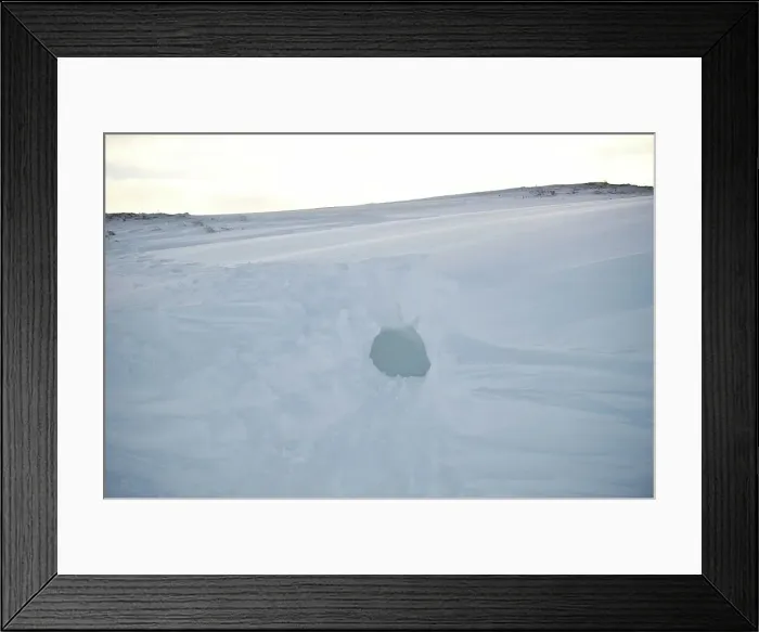 Framed Print : Polar bear (Ursus maritimus) den along the Arctic coast Framed Print : Polar bear (Ursus maritimus) den along the Arctic coast