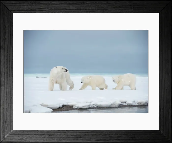 Framed Print : Polar bear (Ursus maritimus), sow with a pair of cubs walk along a barrier island during fall freeze up Framed Print : Polar bear (Ursus maritimus), sow with a pair of cubs walk along a barrier island during fall freeze up