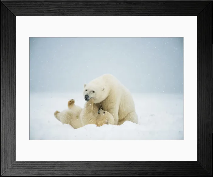 Framed Print : Polar bear (Ursus maritimus), sow with spring cub play with one another along a barrier island during fall freeze up Framed Print : Polar bear (Ursus maritimus), sow with spring cub play with one another along a barrier island during fall freeze up