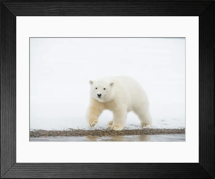 Framed Print : Polar bear (Ursus maritimus), curious spring cub approaches along a barrier island during fall freeze up