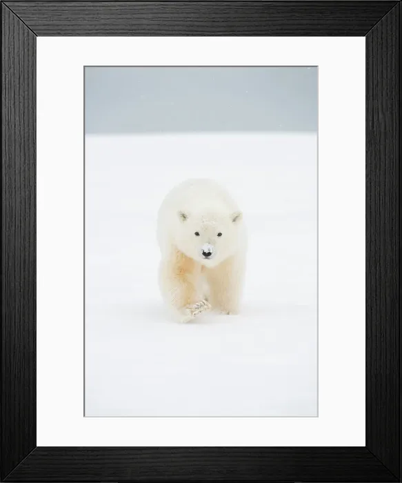 Framed Print : Polar bear (Ursus maritimus), curious spring cub approaches along a barrier island during fall freeze up Framed Print : Polar bear (Ursus maritimus), curious spring cub approaches along a barrier island during fall freeze up