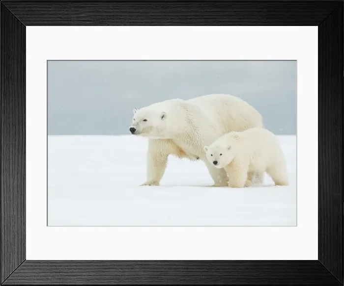 Framed Print : Polar bear (Ursus maritimus), broken-legged sow with a pair of spring cubs along a barrier island during fall freeze up Framed Print : Polar bear (Ursus maritimus), broken-legged sow with a pair of spring cubs along a barrier island during fall freeze up