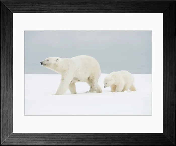 Framed Print : Polar bear (Ursus maritimus), broken-legged sow with a spring cub along a barrier island during fall freeze up