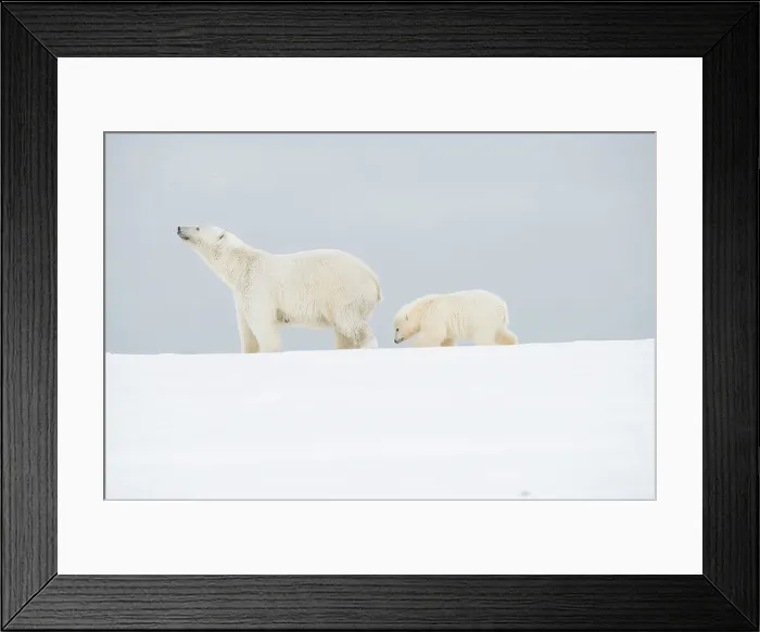 Framed Print : Polar bear (Ursus maritimus), broken-legged sow with a spring cub along a barrier island during fall freeze up Framed Print : Polar bear (Ursus maritimus), broken-legged sow with a spring cub along a barrier island during fall freeze up