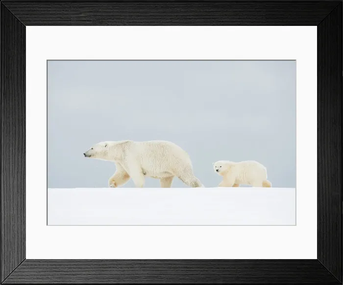 Framed Print : Polar bear (Ursus maritimus), broken-legged sow with a spring cub along a barrier island during fall freeze up Framed Print : Polar bear (Ursus maritimus), broken-legged sow with a spring cub along a barrier island during fall freeze up