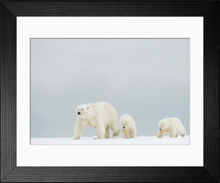 Framed Print : Polar bear (Ursus maritimus), broken-legged sow with a pair of spring cubs along a barrier island during fall freeze up Framed Print : Polar bear (Ursus maritimus), broken-legged sow with a pair of spring cubs along a barrier island during fall freeze up
