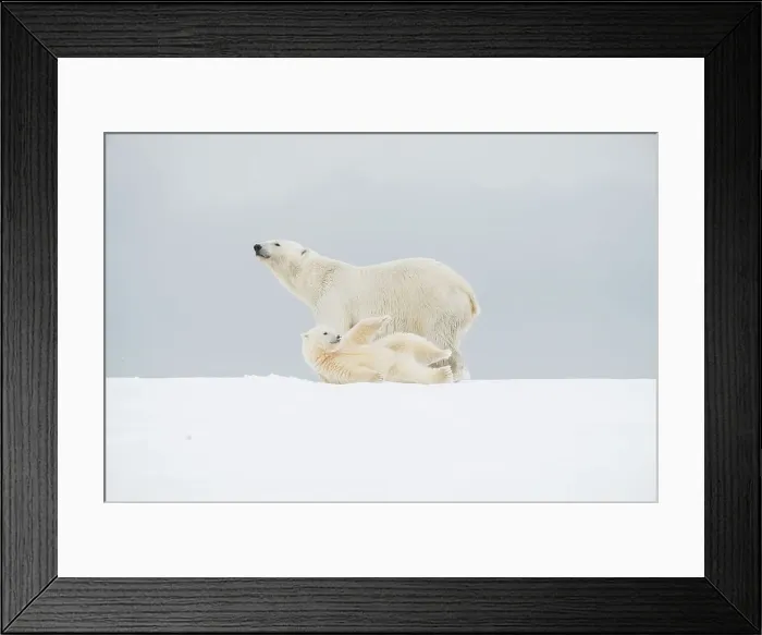 Framed Print : Polar bear (Ursus maritimus), broken-legged sow with a pair of spring cubs along a barrier island during fall freeze up