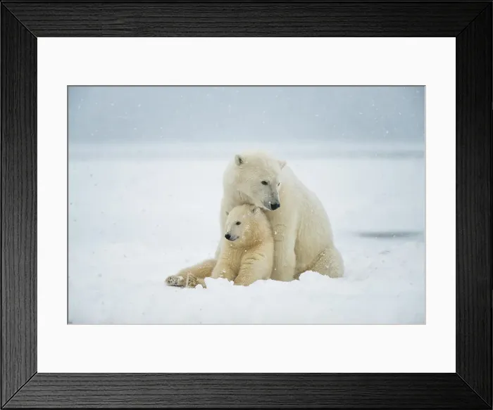 Framed Print : Polar bear (Ursus maritimus), sow with spring cub rest along a barrier island during fall freeze up Framed Print : Polar bear (Ursus maritimus), sow with spring cub rest along a barrier island during fall freeze up