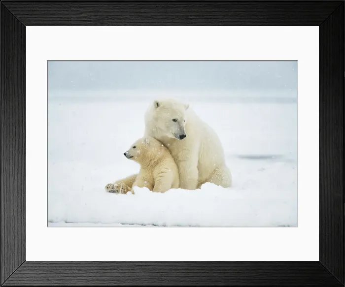 Framed Print : Polar bear (Ursus maritimus), sow with spring cub rest along a barrier island during fall freeze up Framed Print : Polar bear (Ursus maritimus), sow with spring cub rest along a barrier island during fall freeze up