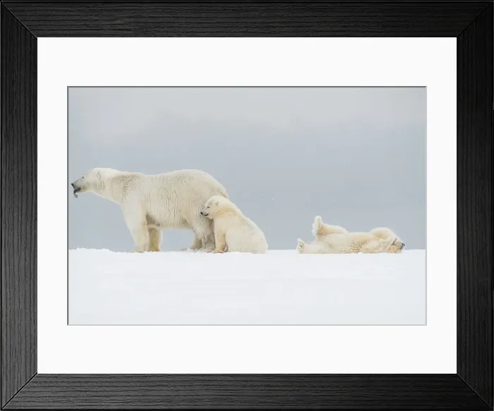 Framed Print : Polar bear (Ursus maritimus), broken-legged sow with a pair of spring cubs along a barrier island during fall freeze up Framed Print : Polar bear (Ursus maritimus), broken-legged sow with a pair of spring cubs along a barrier island during fall freeze up