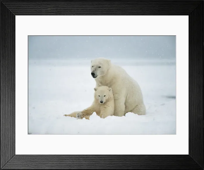 Framed Print : Polar bear (Ursus maritimus), sow with spring cub rest along a barrier island during fall freeze up Framed Print : Polar bear (Ursus maritimus), sow with spring cub rest along a barrier island during fall freeze up