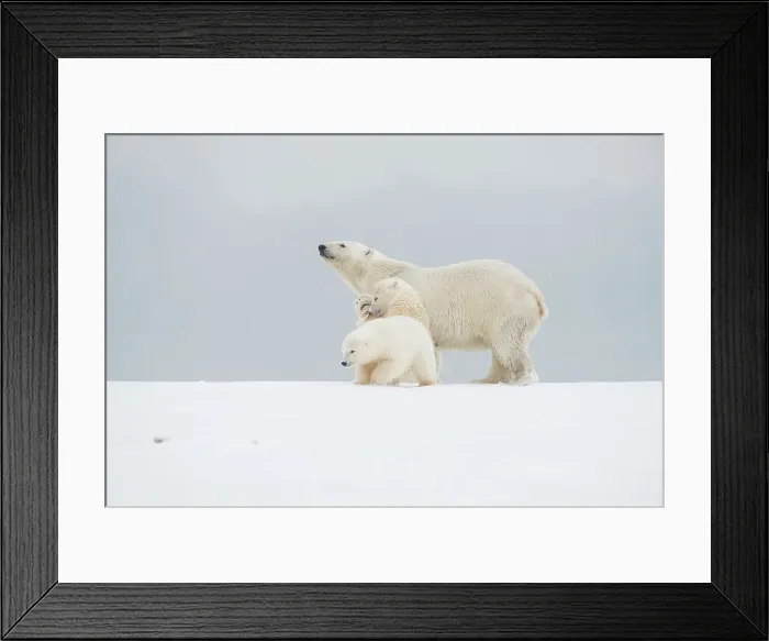 Framed Print : Polar bear (Ursus maritimus), broken-legged sow with a pair of spring cubs along a barrier island during fall freeze up Framed Print : Polar bear (Ursus maritimus), broken-legged sow with a pair of spring cubs along a barrier island during fall freeze up