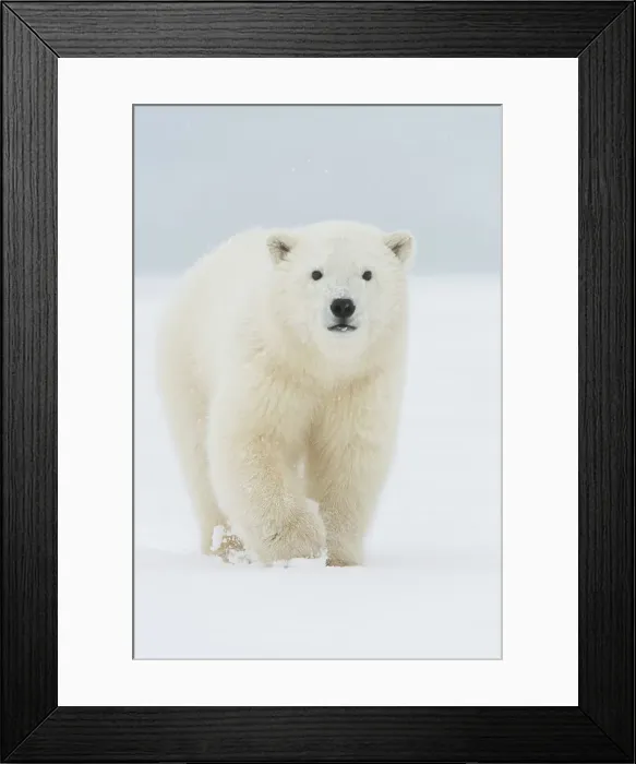 Framed Print : Polar bear (Ursus maritimus), curious spring cub approaches along a barrier island during fall freeze up Framed Print : Polar bear (Ursus maritimus), curious spring cub approaches along a barrier island during fall freeze up