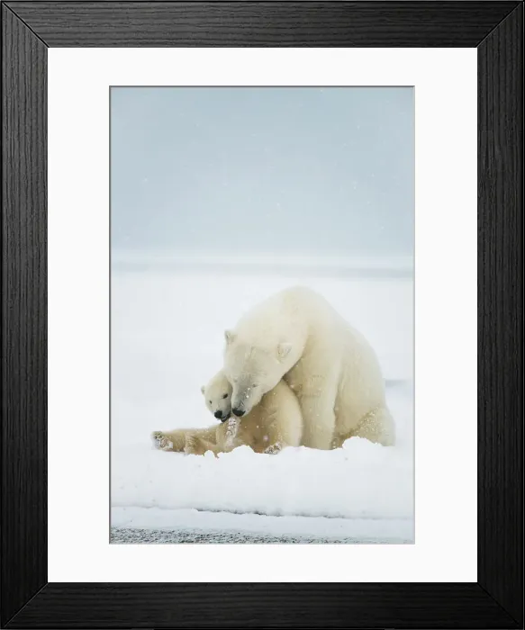 Framed Print : Polar bear (Ursus maritimus), sow with spring cub rest along a barrier island during fall freeze up