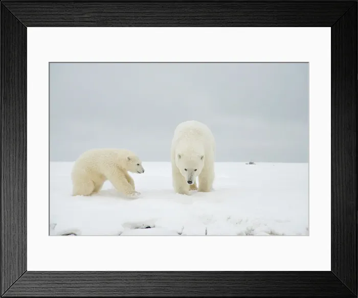 Framed Print : Polar bear (Ursus maritimus), sow with spring cub along a barrier island during fall freeze up Framed Print : Polar bear (Ursus maritimus), sow with spring cub along a barrier island during fall freeze up