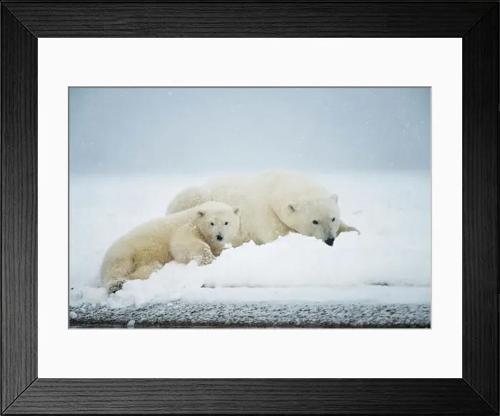 Framed Print : Polar bear (Ursus maritimus), sow with spring cub rest along a barrier island during fall freeze up Framed Print : Polar bear (Ursus maritimus), sow with spring cub rest along a barrier island during fall freeze up