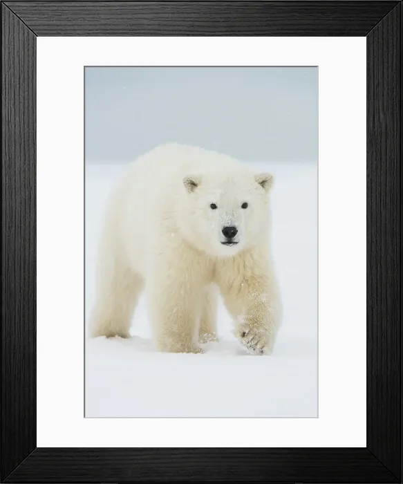 Framed Print : Polar bear (Ursus maritimus), curious spring cub approaches along a barrier island during fall freeze up