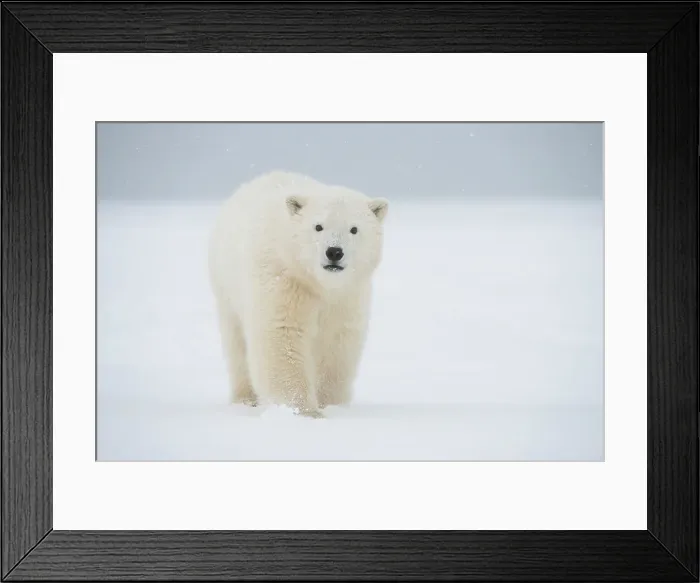 Framed Print : Polar bear (Ursus maritimus), curious spring cub approaches along a barrier island during fall freeze up Framed Print : Polar bear (Ursus maritimus), curious spring cub approaches along a barrier island during fall freeze up
