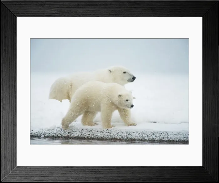 Framed Print : Polar bear (Ursus maritimus), sow with spring cub rest along a barrier island during fall freeze up Framed Print : Polar bear (Ursus maritimus), sow with spring cub rest along a barrier island during fall freeze up