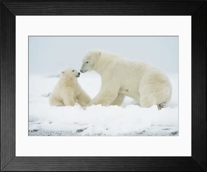 Framed Print : Polar bear (Ursus maritimus), sow with spring cub rest along a barrier island during fall freeze up Framed Print : Polar bear (Ursus maritimus), sow with spring cub rest along a barrier island during fall freeze up