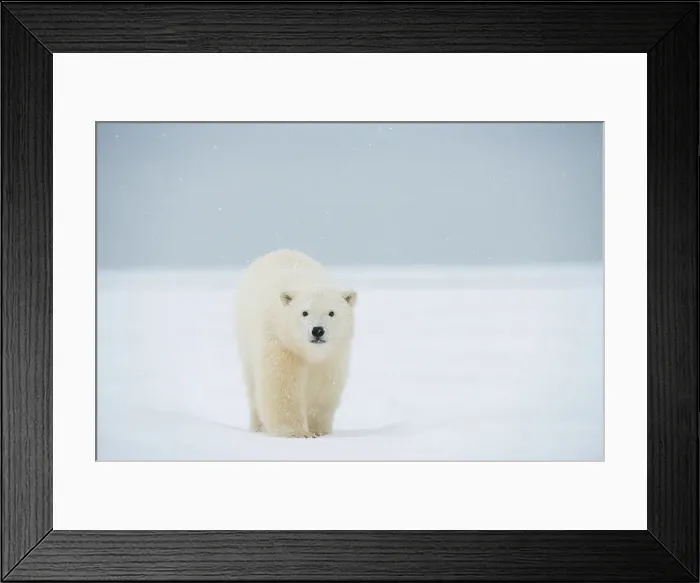 Framed Print : Polar bear (Ursus maritimus), curious spring cub approaches along a barrier island during fall freeze up