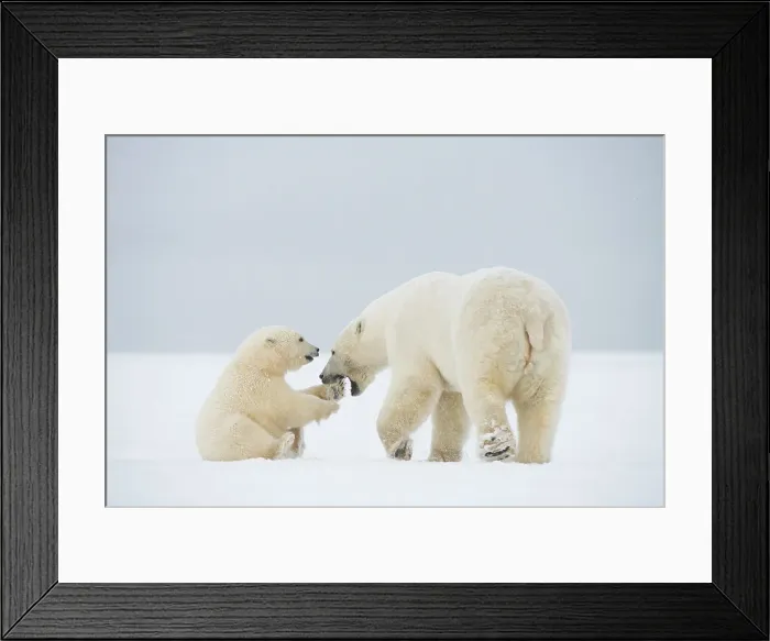 Framed Print : Polar bear (Ursus maritimus), sow with spring cub play with one another along a barrier island during fall freeze up Framed Print : Polar bear (Ursus maritimus), sow with spring cub play with one another along a barrier island during fall freeze up