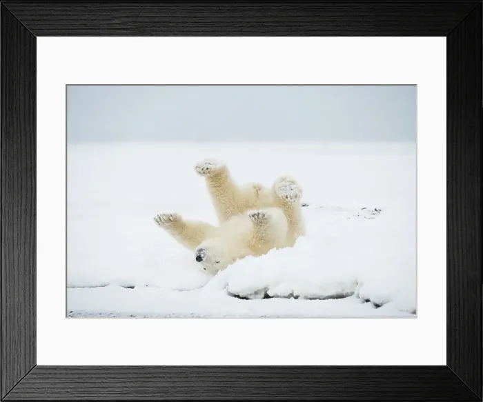 Framed Print : Polar bear (Ursus maritimus), spring cub rolling around and playing along a barrier island during fall freeze up Framed Print : Polar bear (Ursus maritimus), spring cub rolling around and playing along a barrier island during fall freeze up