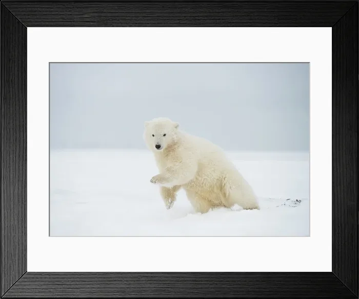 Framed Print : Polar bear (Ursus maritimus), spring cub rolling around and playing along a barrier island during fall freeze up Framed Print : Polar bear (Ursus maritimus), spring cub rolling around and playing along a barrier island during fall freeze up