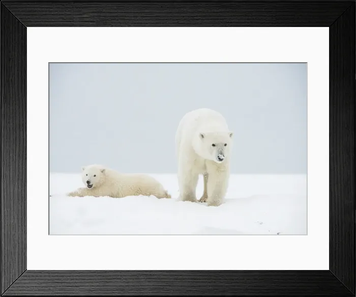 Framed Print : Polar bear (Ursus maritimus), sow with spring cub rest along a barrier island during fall freeze up Framed Print : Polar bear (Ursus maritimus), sow with spring cub rest along a barrier island during fall freeze up