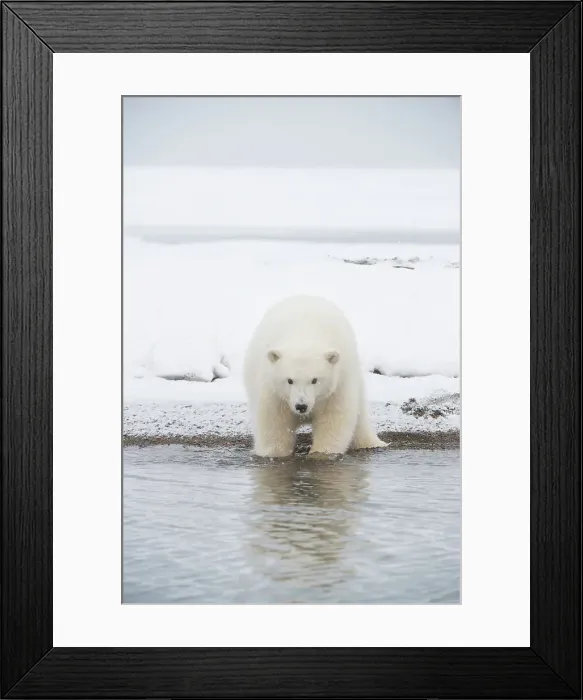 Framed Print : Polar bear (Ursus maritimus), curious spring cub rest along a barrier island during fall freeze up Framed Print : Polar bear (Ursus maritimus), curious spring cub rest along a barrier island during fall freeze up